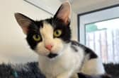 Barbie was quite unwell when she arrived at the centre, but with TLC, she's now feeling much better and has become a lot more confident. She would suit a quiet home with older, cat savvy kids and could live with other cats.