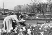 Daffodils on the railway banking with Quarry Hill Flats in the background in 1957.