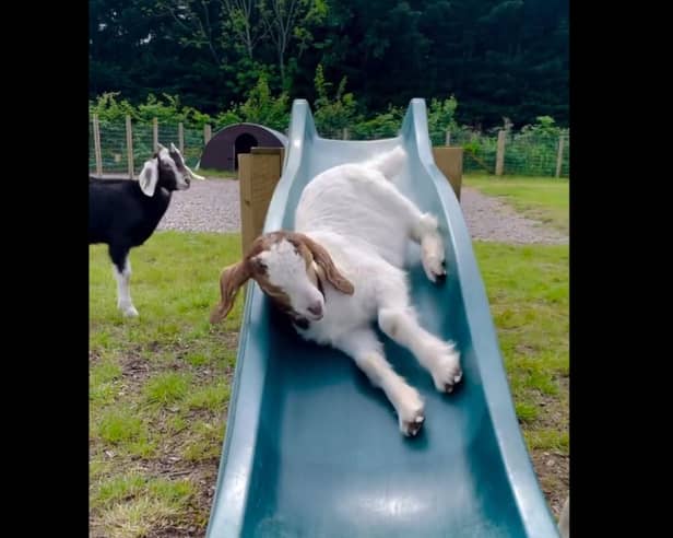 Goats play on a slide at Manorafon Farm Park
