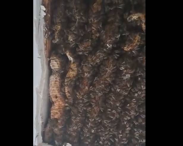 A colony of over 180,000 bees were found in a bedroom ceiling, and relocated by Beekeeper Andrew Card of the Loch Ness Honey Company.