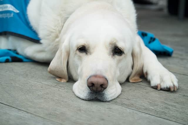 Vets are warning dog owners of the symptoms of Alabama rot disease after a Labrador died from the illness