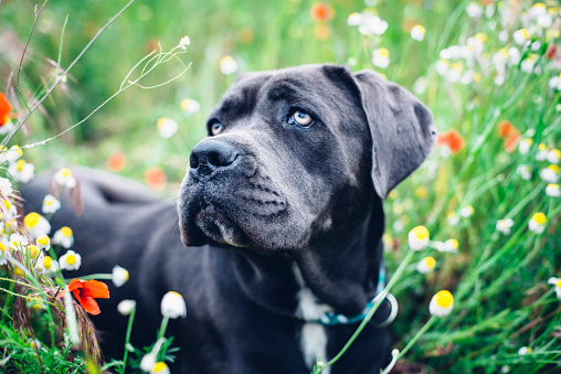 Most expensive sale cane corso