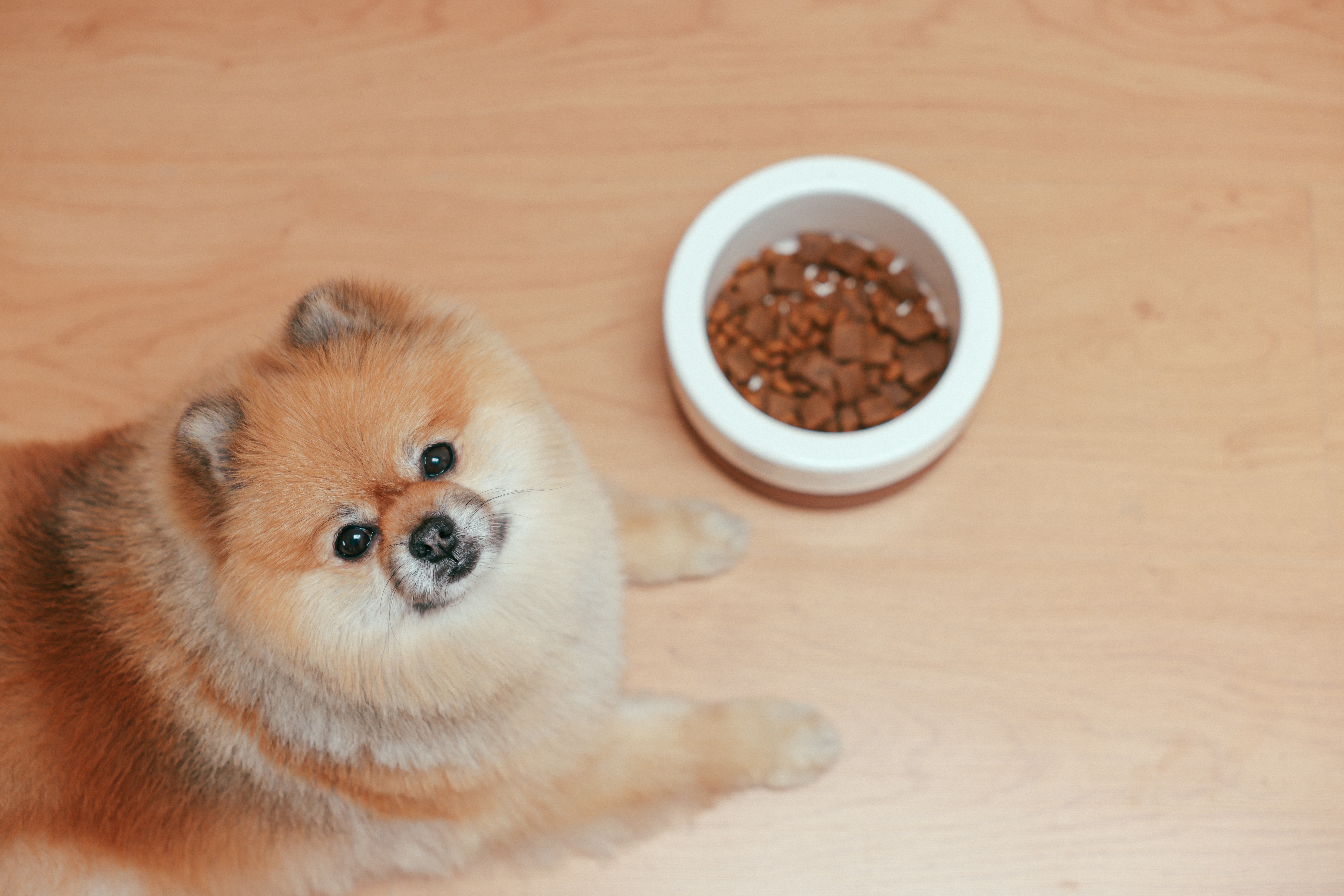 11 dog food brands recalled best sale