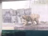 Polar bear works up the courage to jump into its pool on ninth try in hilarious video