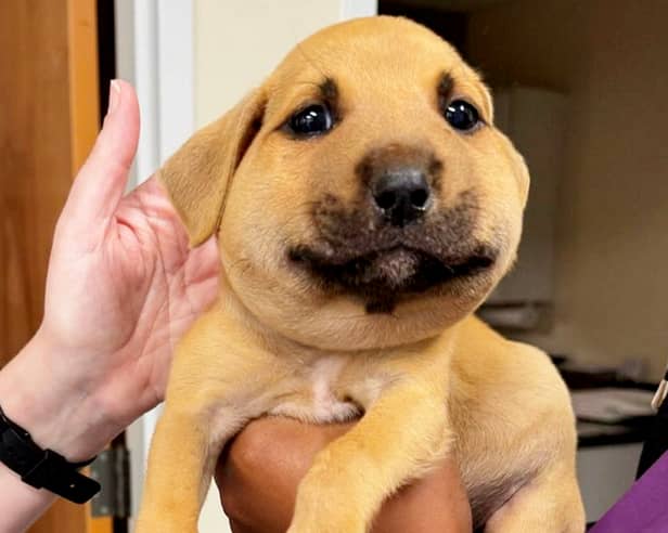Clouds the puppy with a swollen face after being stung by a hornet. 