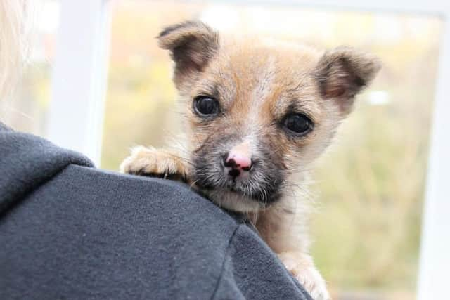 Hockney has been cared for by the team at Dogs Trust Leeds and is now ready to find his forever home. Photo: Dogs Trust Leeds