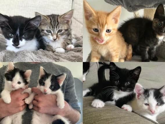 These adorable kittens in Leeds are all in desperate need of a permanent and loving new home (Photo: Leeds Cat Rescue)
