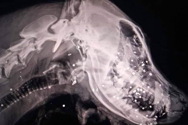 An X-Ray which shows where the pellets are still lodged in Nero's head.