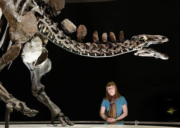 A complete Stegosaurus fossil at the Natural History Museum