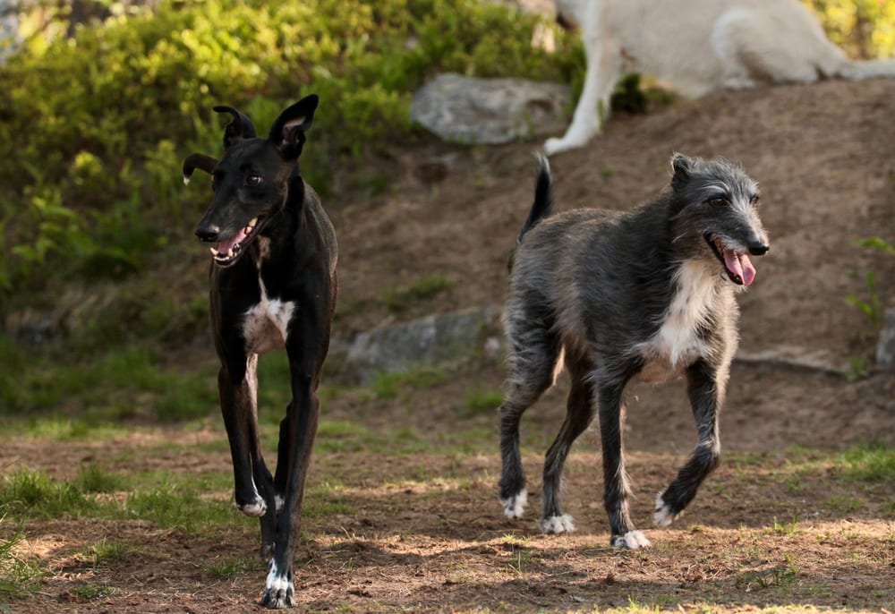 How fast is a hot sale lurcher